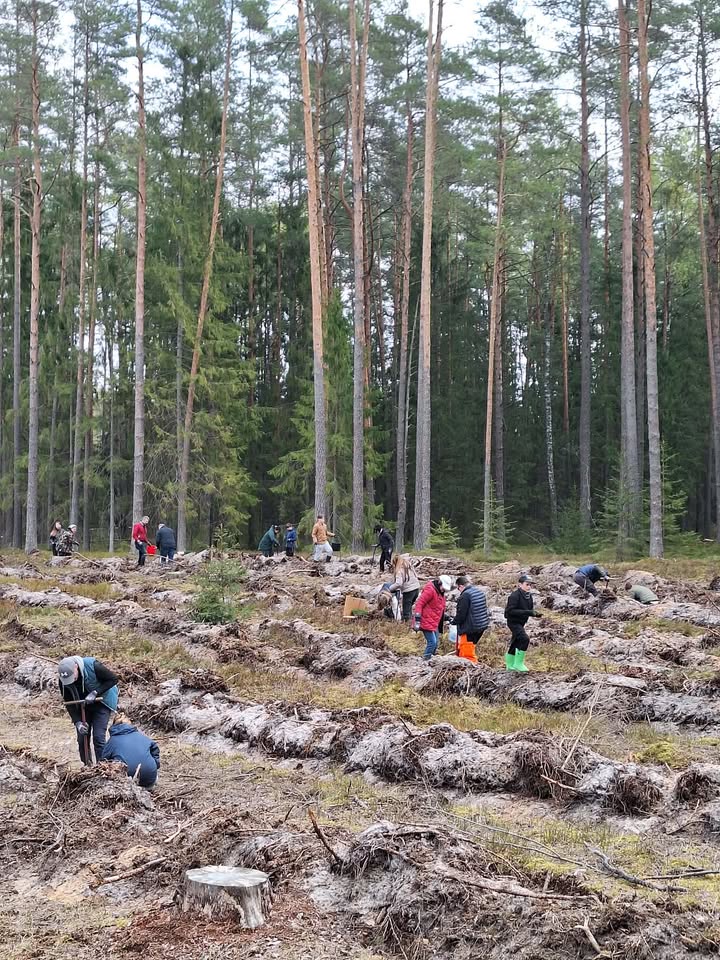 Nacionalinis miškasodis