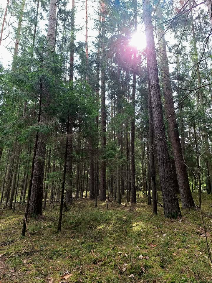 Nacionalinis miškasodis