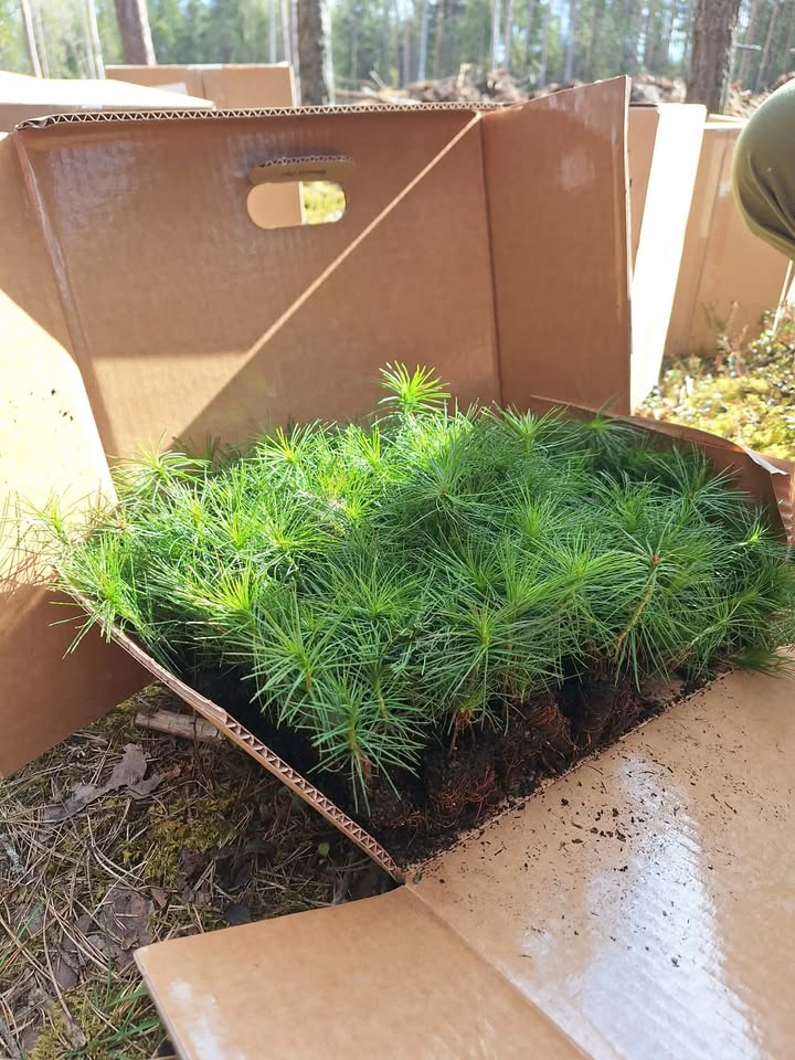 Nacionalinis miškasodis